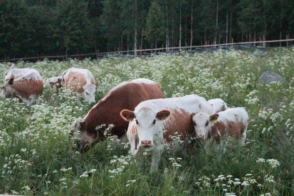 Kolin Mattila B&B Kolinkylä Екстериор снимка